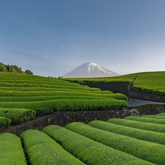 Discovering Matcha: From Uji to Your Cup